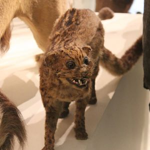 Tragic Taxidermy 7