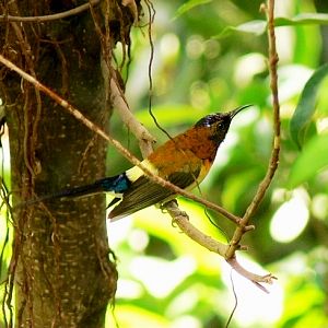 Gould's sunbird