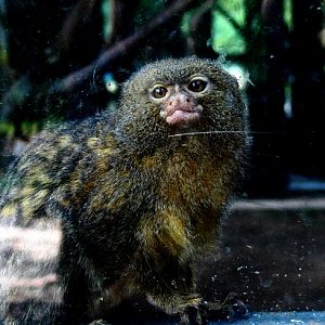 Pygmy marmoset