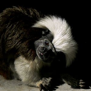 Cotton-topped tamarin