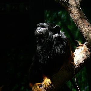 Red-handed tamarin
