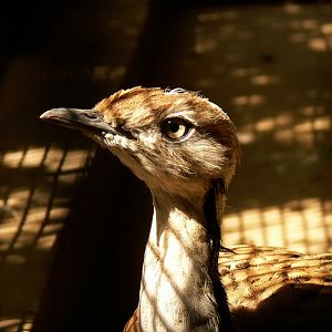 Houbara bustard