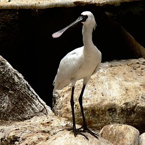 Black-faced spoonbill