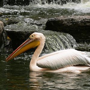 Great white pelican