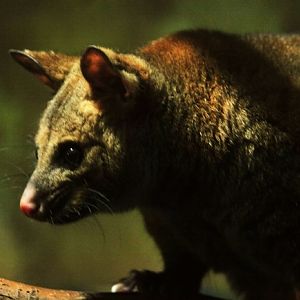 Brush-tailed possum