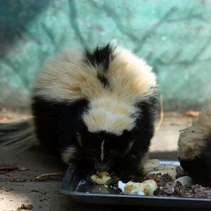 Striped skunk