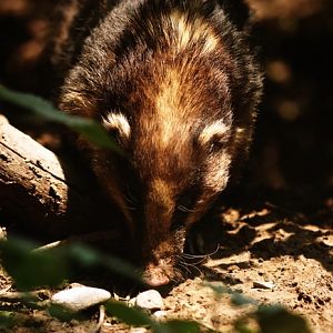Hog badger