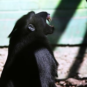 Black-crested macaque