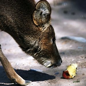 Chinese water deer