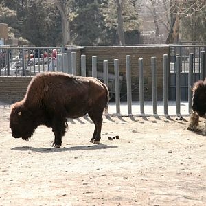American bison