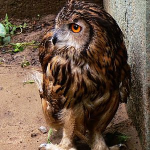 Eurasian eagle owl