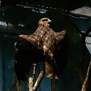 Black-eared kite