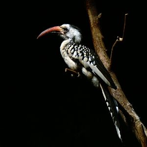 Red-billed hornbill