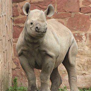 Black Rhino calf, Dakima