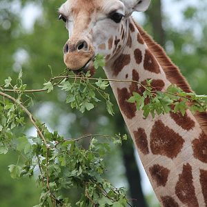 Young Giraffe with lunch