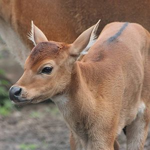 New Banteng calf