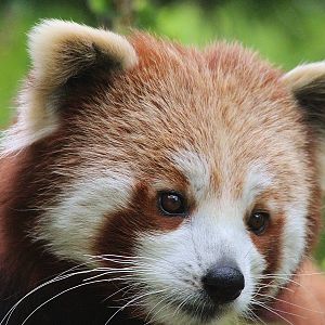 Red Panda