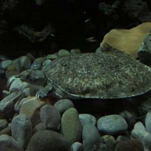 mexican spiny softshell turtle chapultepec zoo