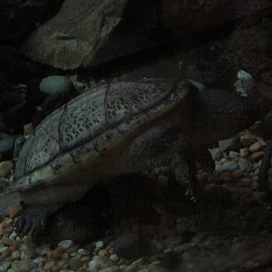 mexican musk turtle chapultepec zoo