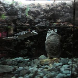 softshell turtle exhibit chapultepec zoo