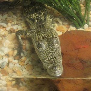 morlett`s crocodile juvenile chapultepec zoo