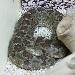 queretaro  dusky rattlesnake chapultepec zoo