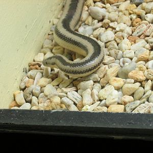 mexican rosy boa chapultepec zoo