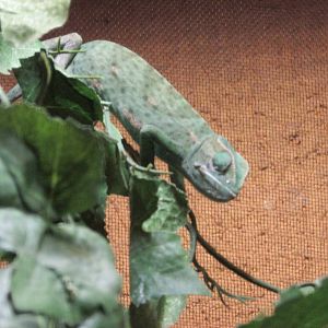 senegal chamaleon chapultepec zoo