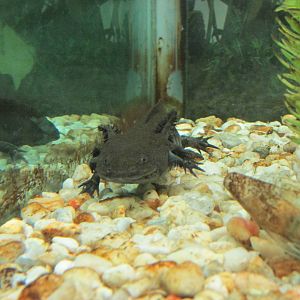 xochimilco axolotl chapultepec zoo