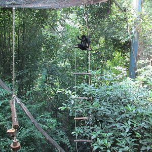 mexican spider monkey exhibit chapultepec zoo