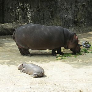 nile hippopotamus  female and juvenile chapultepec zoo