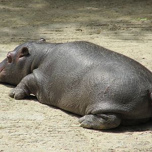 juvenile nile hippopotamus chapultepec zoo