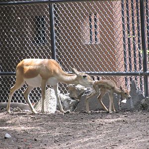 blackbuck antelope chapultepec zoo