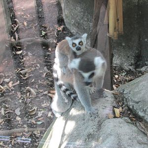 ring tailed lemurs chapultepec zoo
