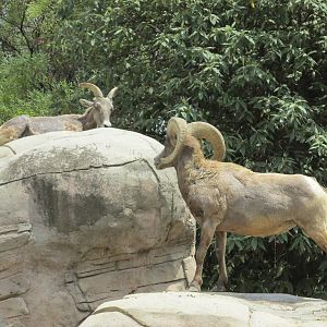 desert bighorn sheep chapultepec zoo