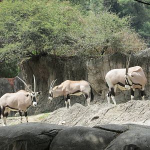 beisa oryx chapultepec zoo
