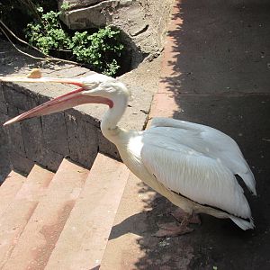 white pelican chapultepec  zoo