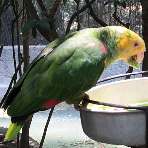 yellow headed amazon parrot chapultepec zoo