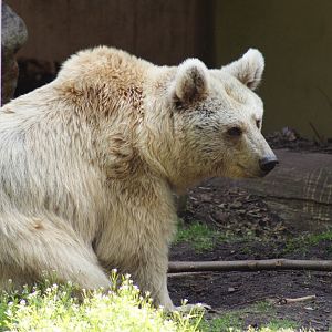 Syrian brown bear
