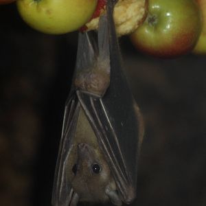 Egyptian fruit bat