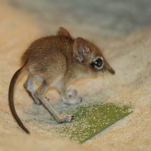 Baby rufous elephant shrew