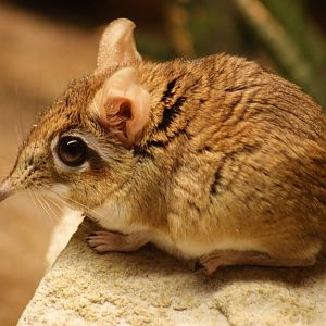 Rufous elephant shrew