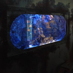 Lionfish aquarium