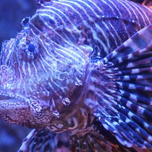 Lionfish