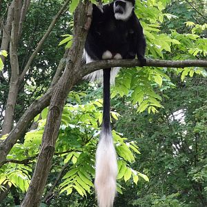 Eastern black and white colobus