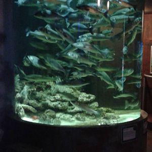 Little overfilled aquarium