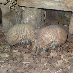Southern three-banded armadillos