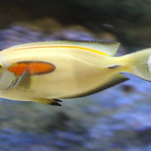 Orangeband surgeonfish