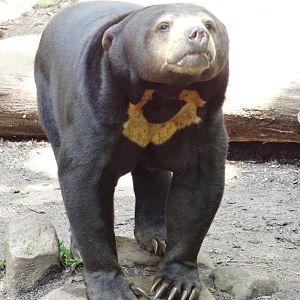 Malay sun bear