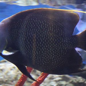 French angelfish